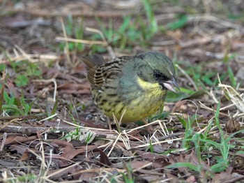 アオジ 葛西臨海公園 2024年3月17日(日)