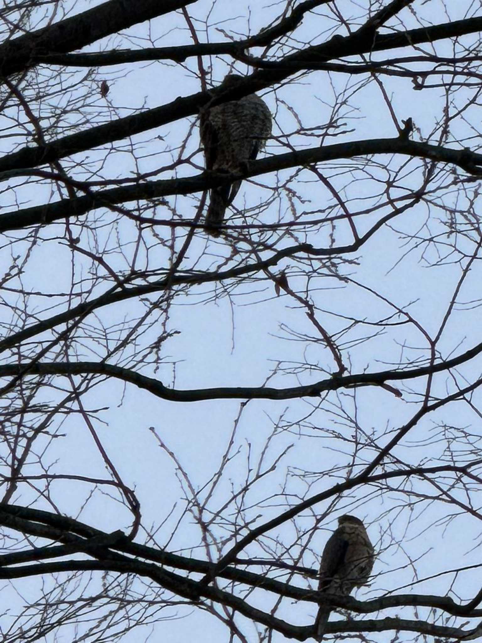 Japanese Sparrowhawk