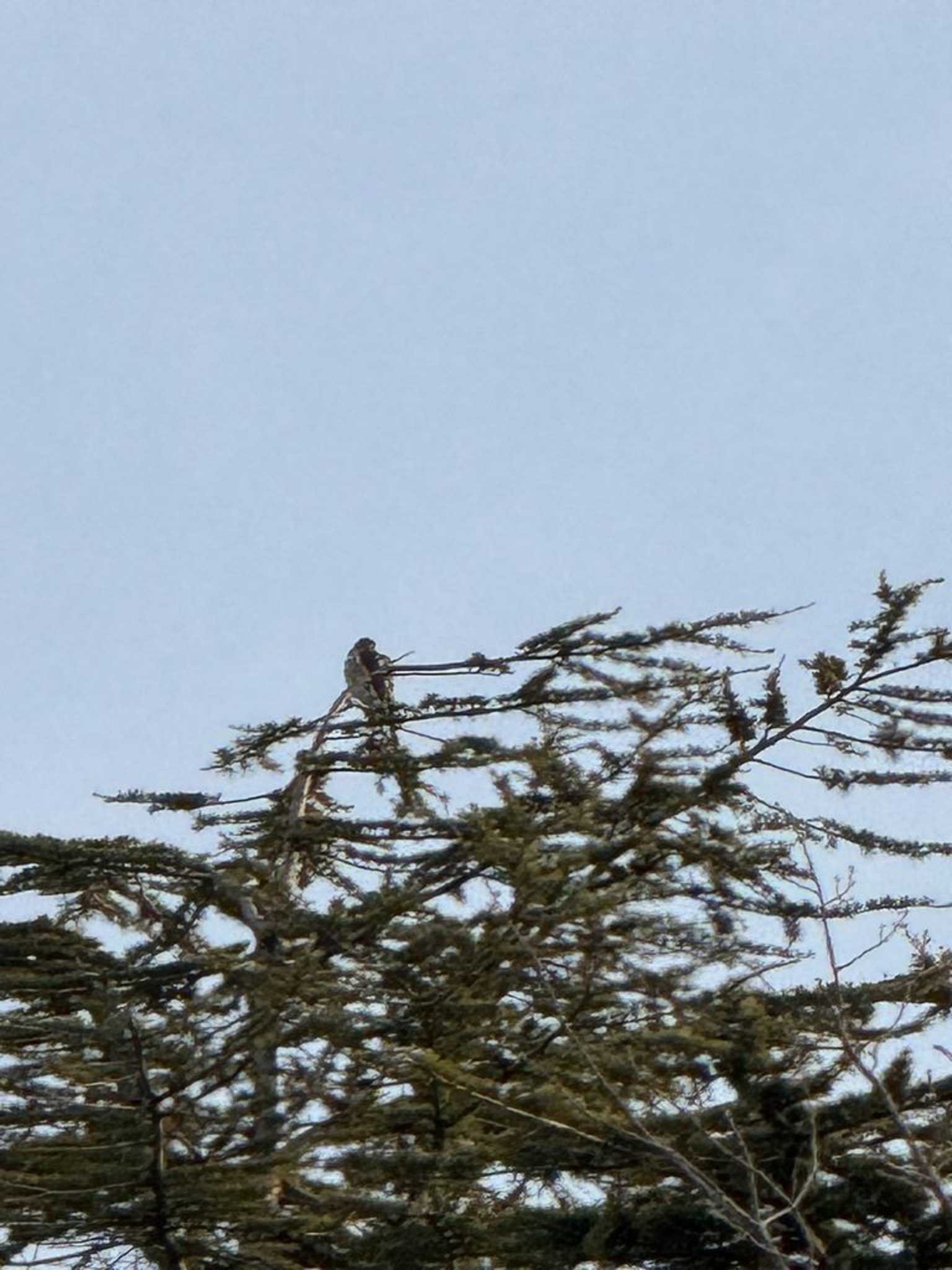 Japanese Sparrowhawk