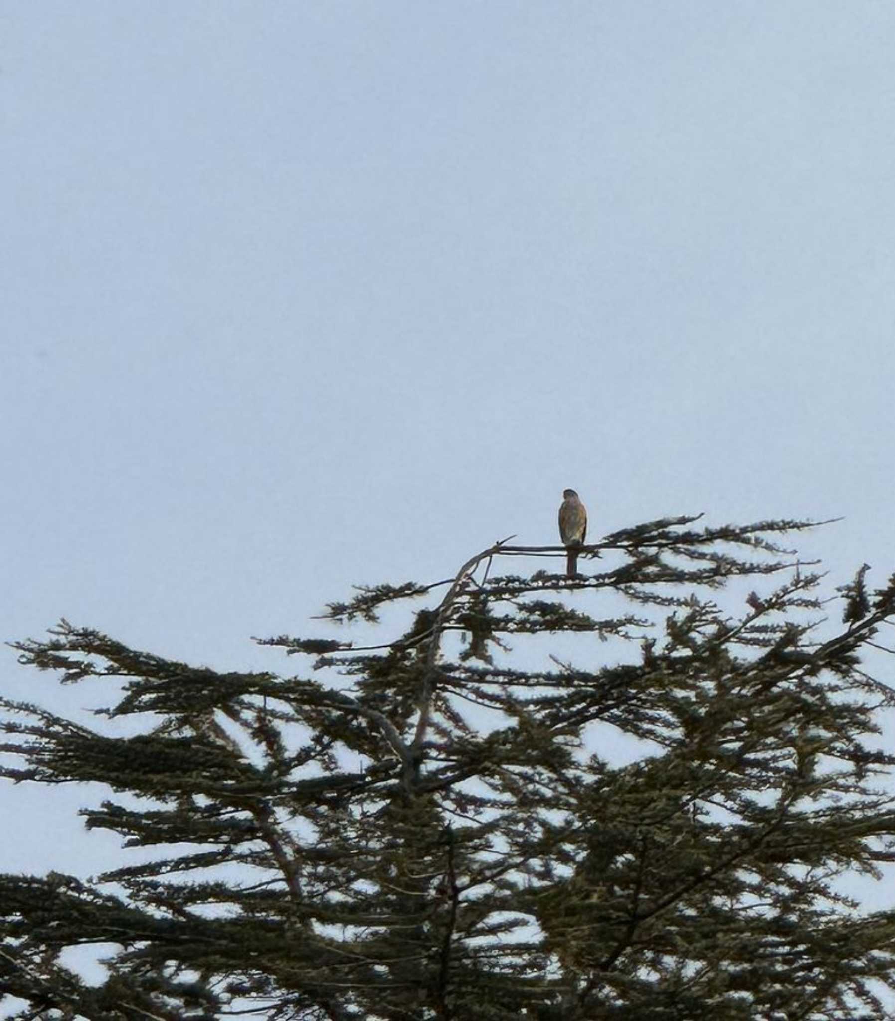 Japanese Sparrowhawk