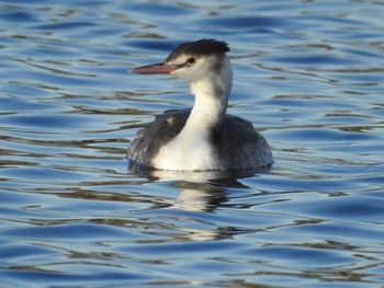 Great Crested Grebe 多摩川 Tue, 12/12/2017