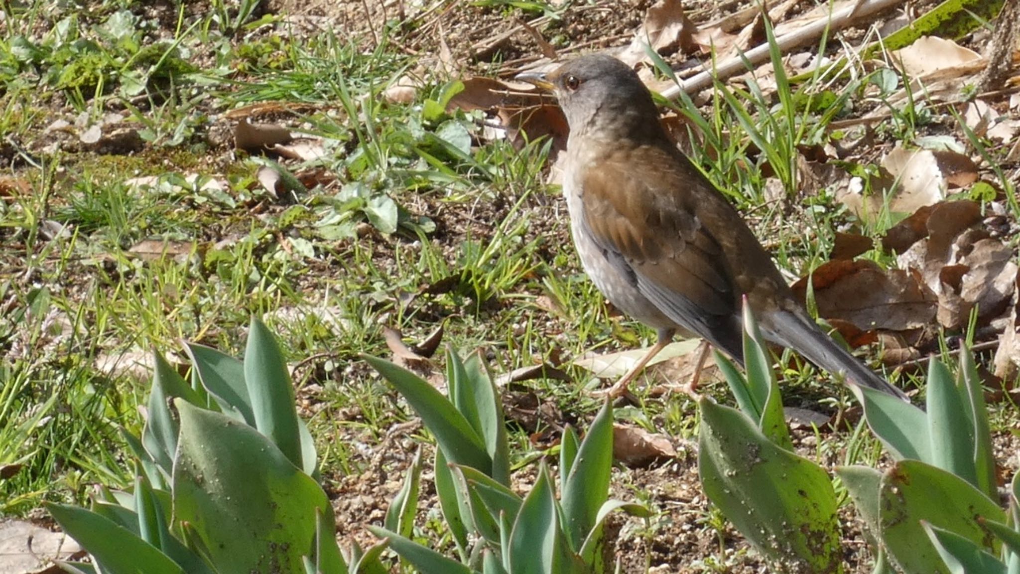 Pale Thrush