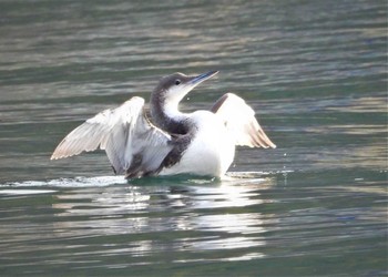 Black-throated Loon 浦賀港 Sun, 3/17/2024