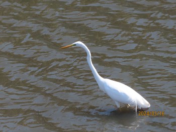 Great Egret 金井遊水地(金井遊水池) Sat, 3/16/2024