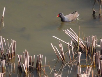 Common Moorhen 金井遊水地(金井遊水池) Sat, 3/16/2024