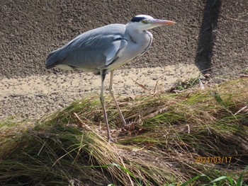 Grey Heron 金井遊水地(金井遊水池) Sun, 3/17/2024