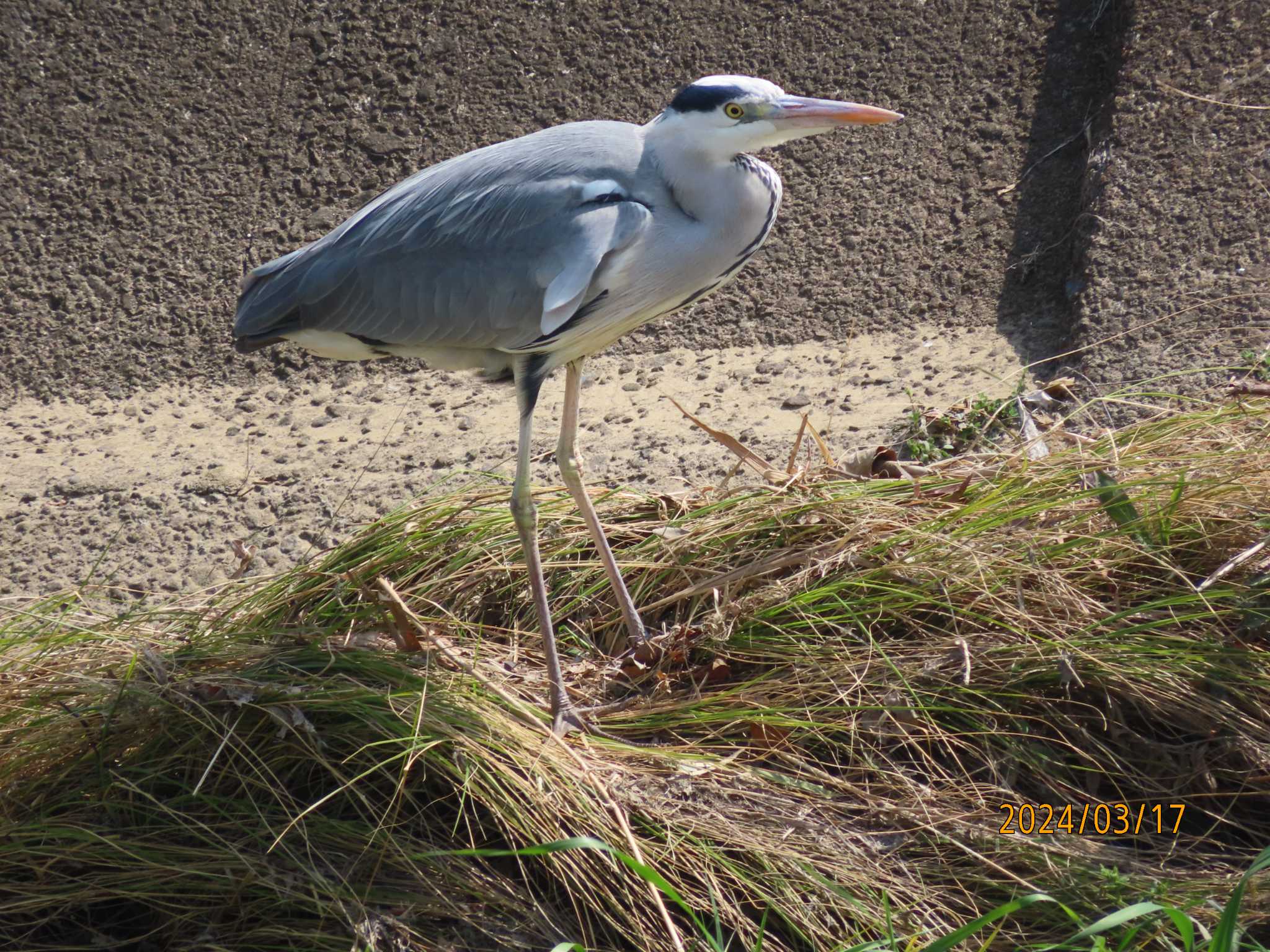 Photo of Grey Heron at 金井遊水地(金井遊水池) by jin