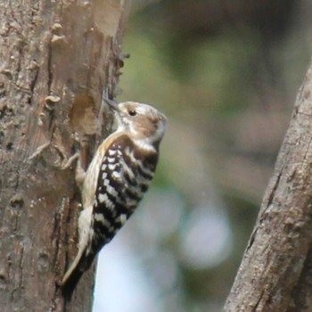 Japanese Pygmy Woodpecker Akigase Park Sun, 3/17/2024