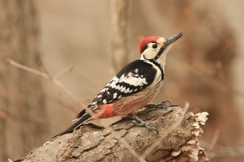 White-backed Woodpecker(subcirris) 北海道　七飯町　大沼公園 Sun, 3/17/2024