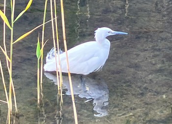 Little Egret 古石場川親水公園 Sun, 3/17/2024