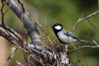 シジュウカラ ロクハ公園(滋賀県草津市) 2024年3月13日(水)