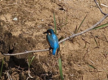 Common Kingfisher ギャザリアビオガーデン　フジクラ木場千年の森 Sun, 3/17/2024