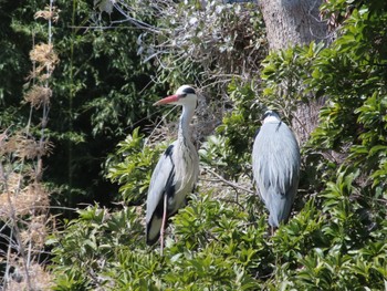 Grey Heron 横十間川親水公園(東京都江東区) Sun, 3/17/2024