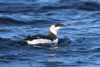 Common Murre 落石ネイチャークルーズ Sun, 2/25/2024