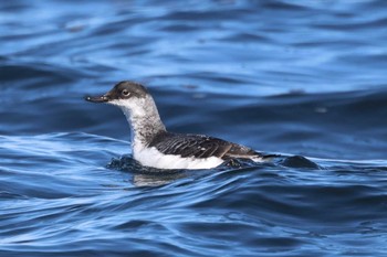 Pigeon Guillemot 落石ネイチャークルーズ Sun, 2/25/2024