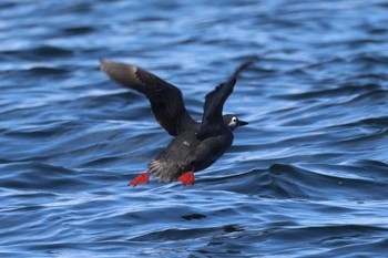 Spectacled Guillemot 落石ネイチャークルーズ Sun, 2/25/2024