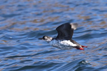 Spectacled Guillemot 落石ネイチャークルーズ Sun, 2/25/2024