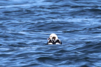 Long-tailed Duck 落石ネイチャークルーズ Sun, 2/25/2024