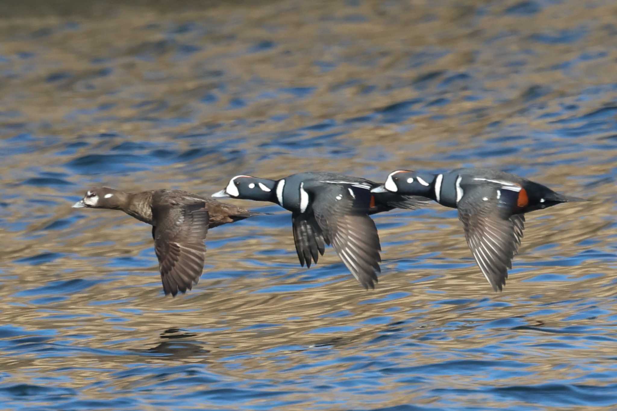 Photo of Harlequin Duck at 落石ネイチャークルーズ by ぼぼぼ