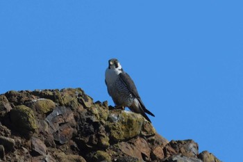 Peregrine Falcon 落石ネイチャークルーズ Sun, 2/25/2024