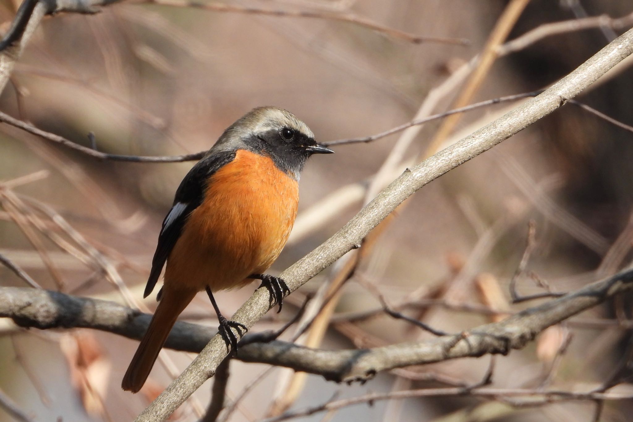 皇居 ジョウビタキの写真 by biglife_birds