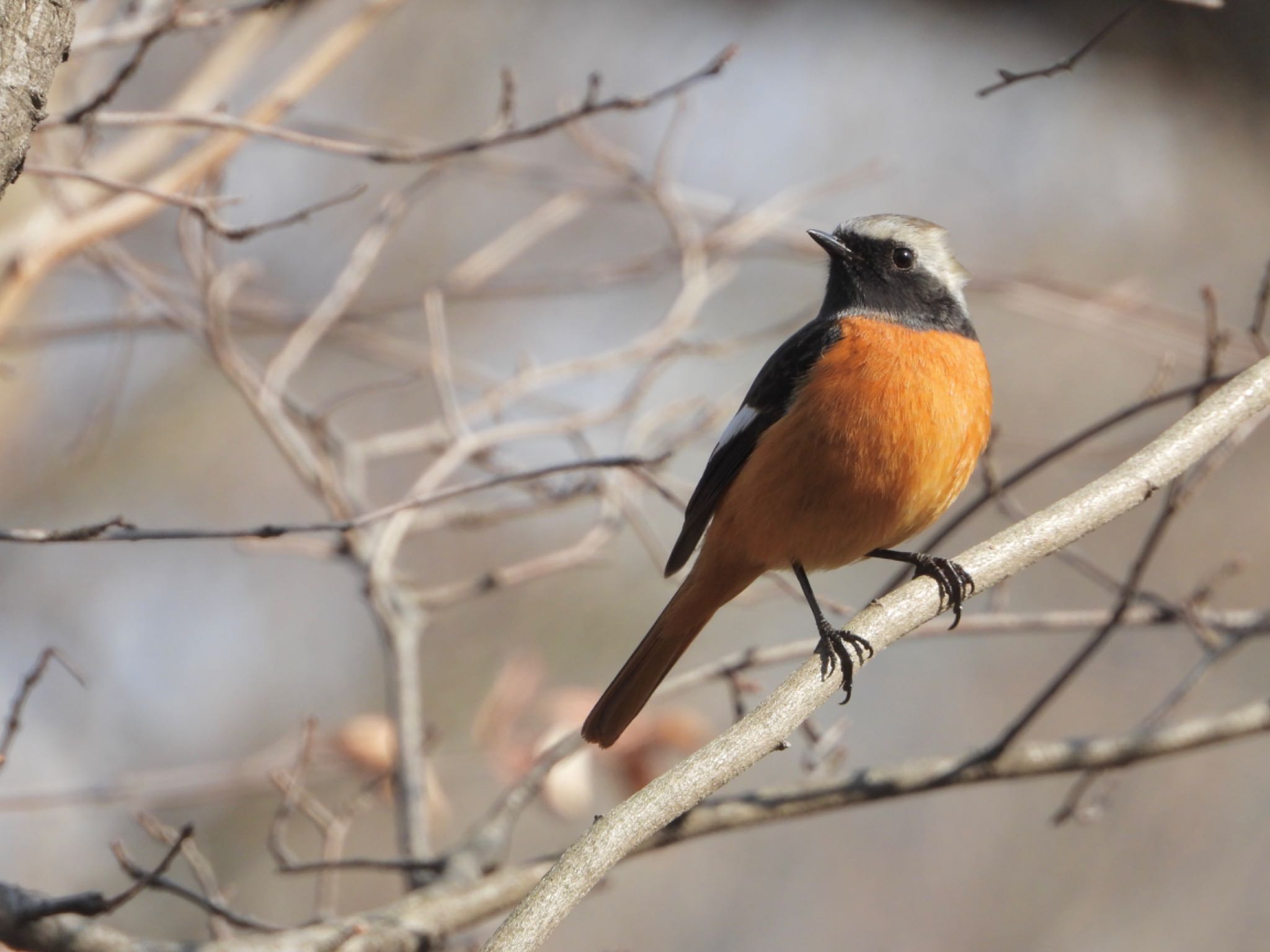 皇居 ジョウビタキの写真 by biglife_birds