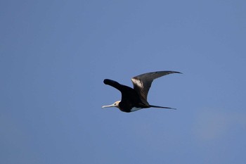 Great Frigatebird Banda Sea (Indonesia) Wed, 10/24/2018