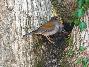 Pale Thrush 稲佐山公園 Fri, 3/15/2024