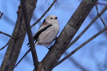 Long-tailed tit(japonicus) Makomanai Park Sun, 1/28/2024