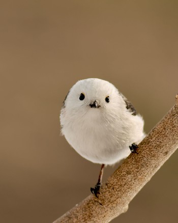 Long-tailed tit(japonicus) バードウォッチングカフェ Mon, 3/11/2024