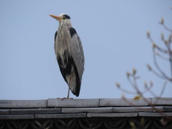 2024年3月17日(日) 大阪城公園の野鳥観察記録