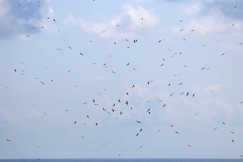 Great Frigatebird Banda Sea (Indonesia) Wed, 10/24/2018