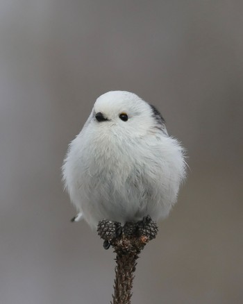 Long-tailed tit(japonicus) Tomakomai Experimental Forest Sun, 3/10/2024