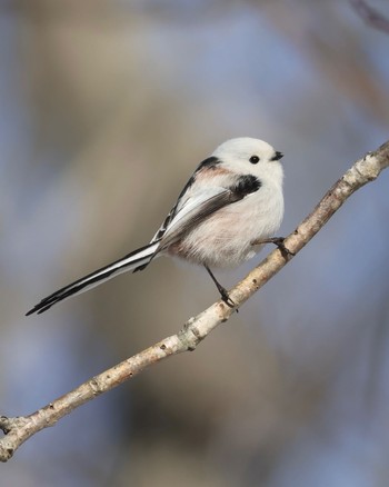 Long-tailed tit(japonicus) Lake Utonai Sun, 3/10/2024