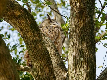 Eurasian Eagle-Owl 手賀沼遊歩道 Sun, 3/17/2024