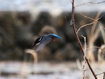 Common Kingfisher 兵庫県神戸市 住吉川 Sun, 3/17/2024