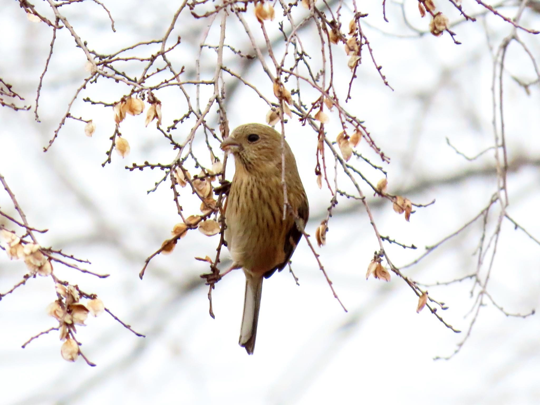 Photo of Siberian Long-tailed Rosefinch at 淀川河川公園 by えりにゃん店長