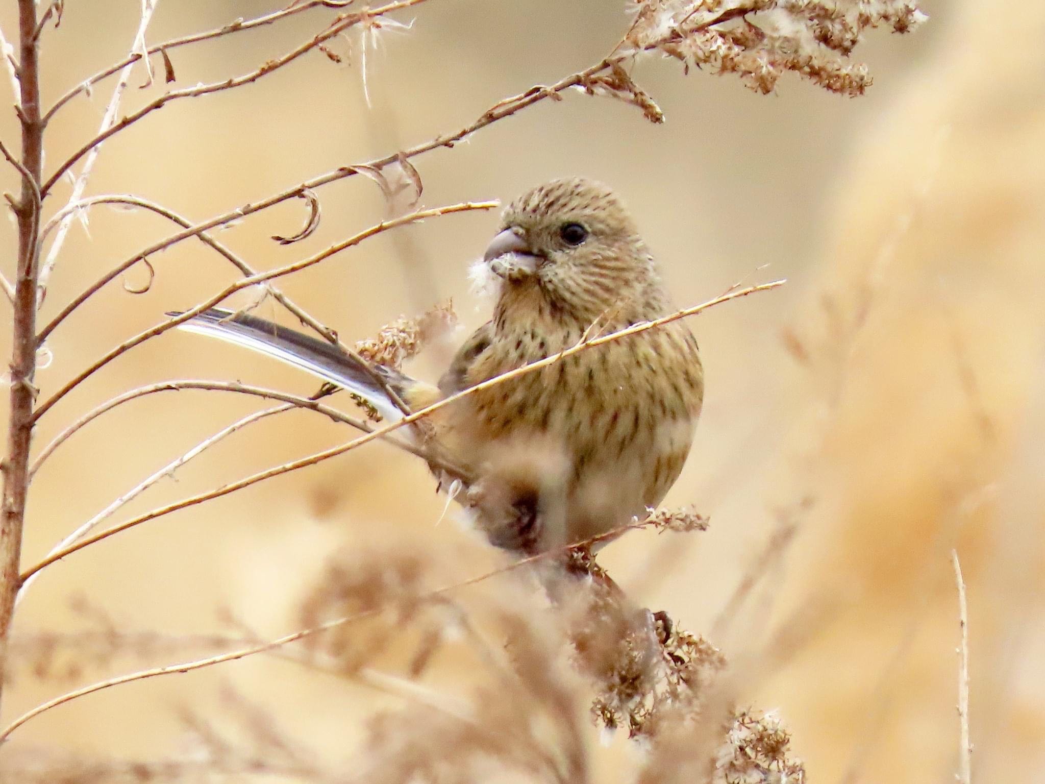 Siberian Long-tailed Rosefinch