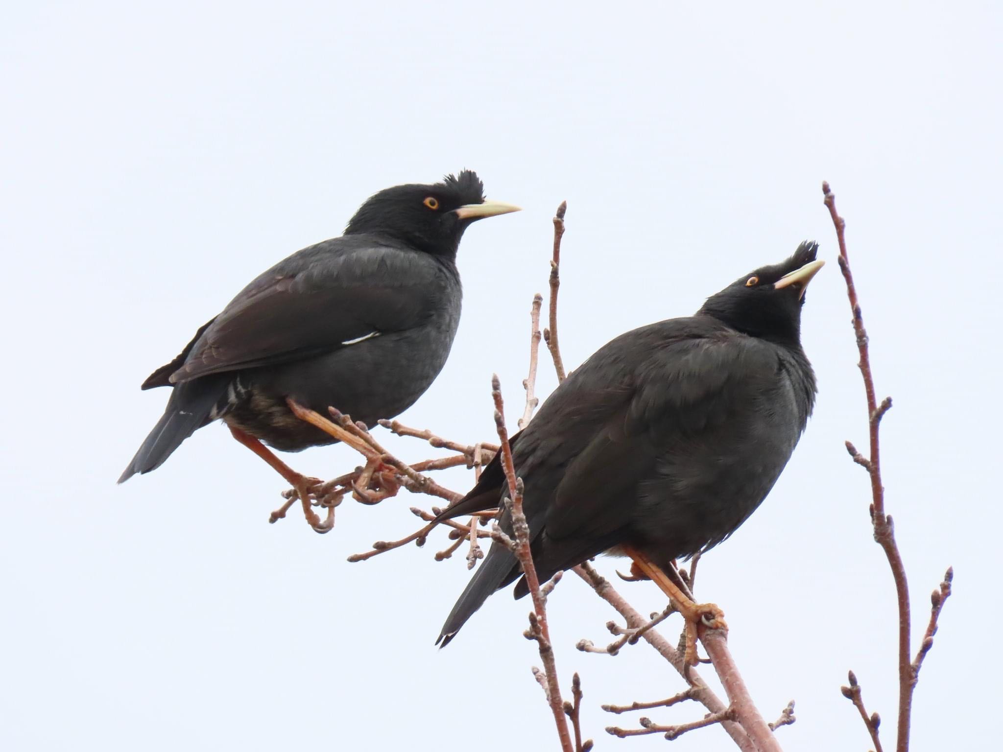 Photo of Crested Myna at 淀川河川公園 by えりにゃん店長