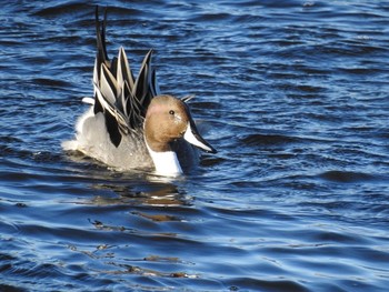 Northern Pintail 多摩川 Wed, 1/3/2018