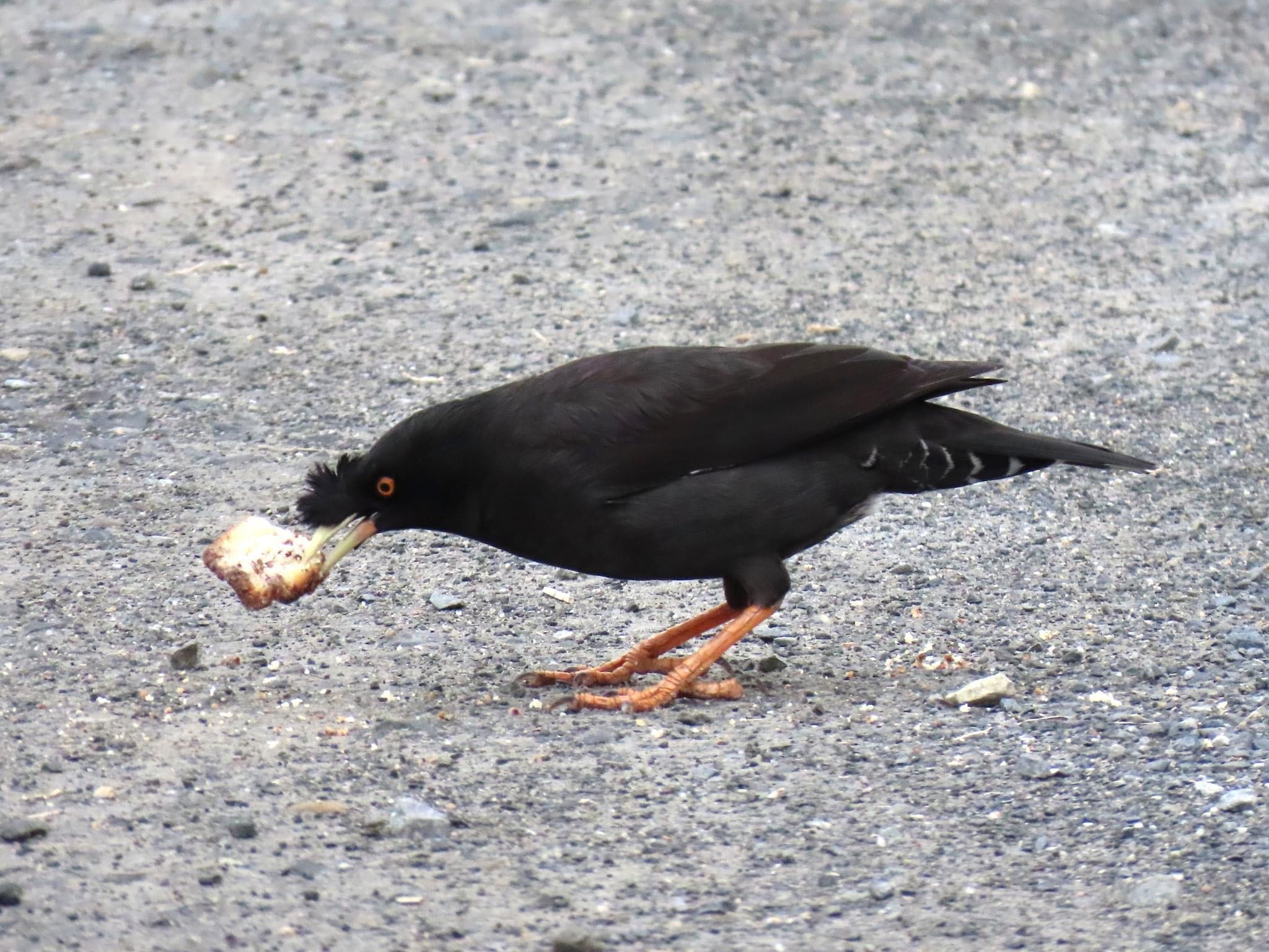 Crested Myna