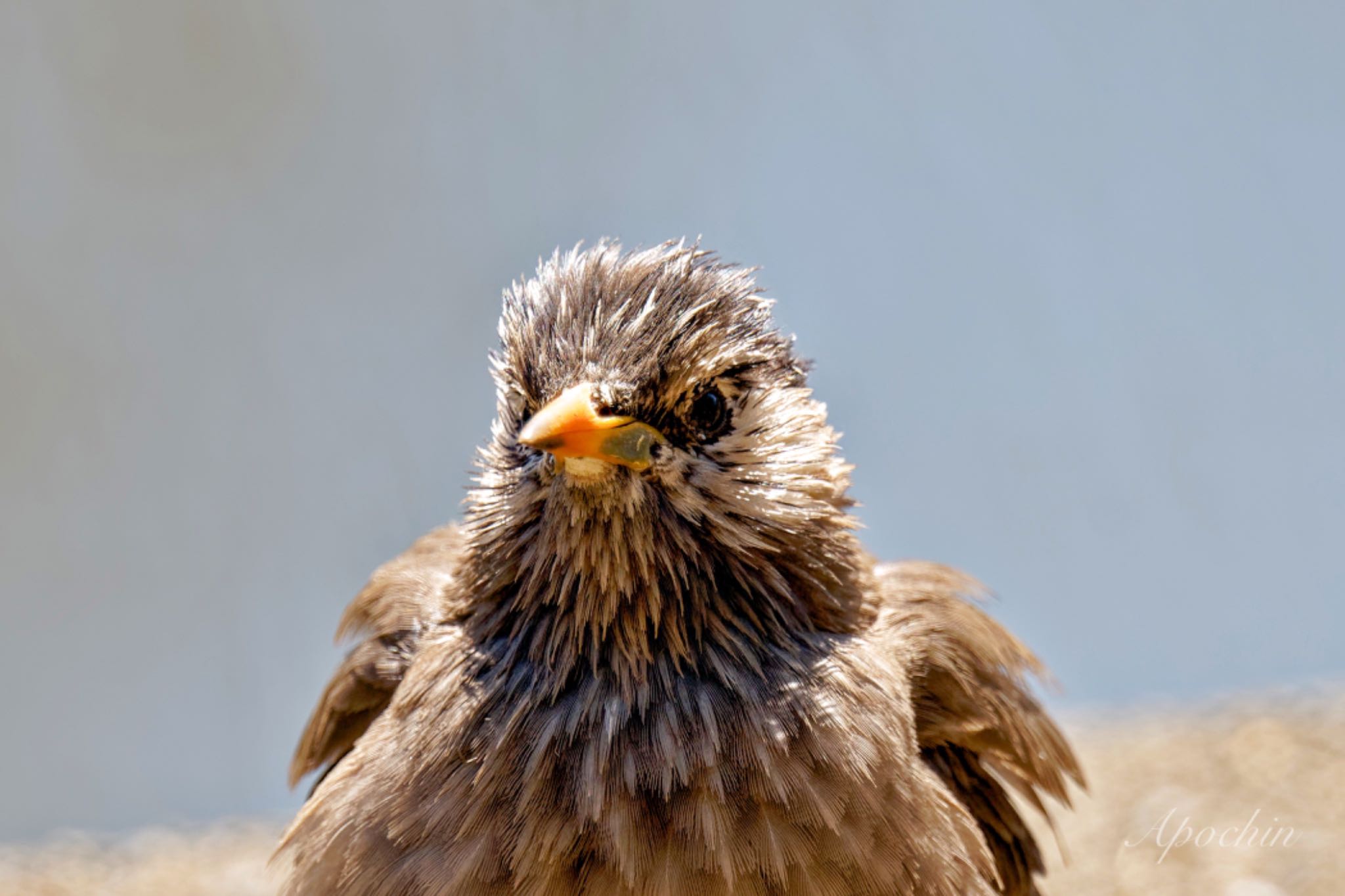 White-cheeked Starling