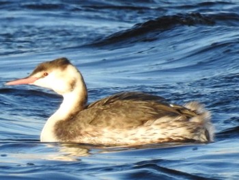 Great Crested Grebe 多摩川 Wed, 1/3/2018