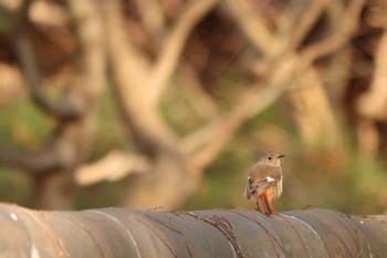 Daurian Redstart Mitsuike Park Fri, 3/15/2024