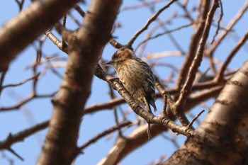 コゲラ 三ツ池公園(横浜市鶴見区) 2024年3月15日(金)