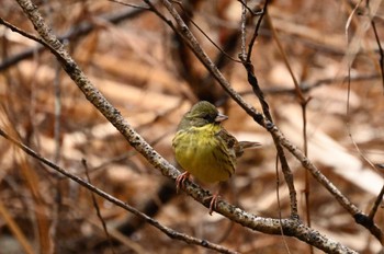 アオジ 大町公園(市川市) 2024年2月4日(日)