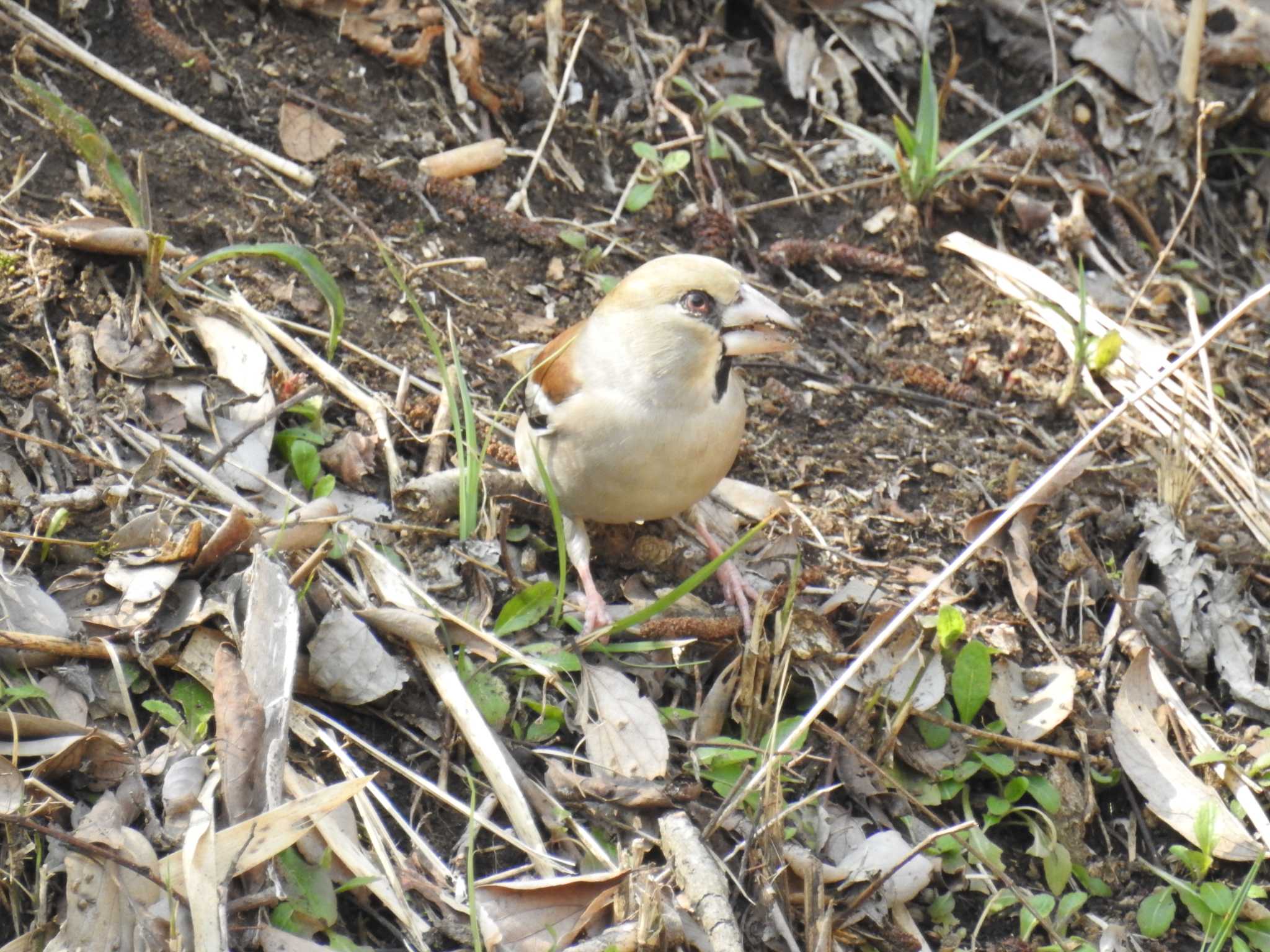 Photo of Hawfinch at Maioka Park by Kozakuraband