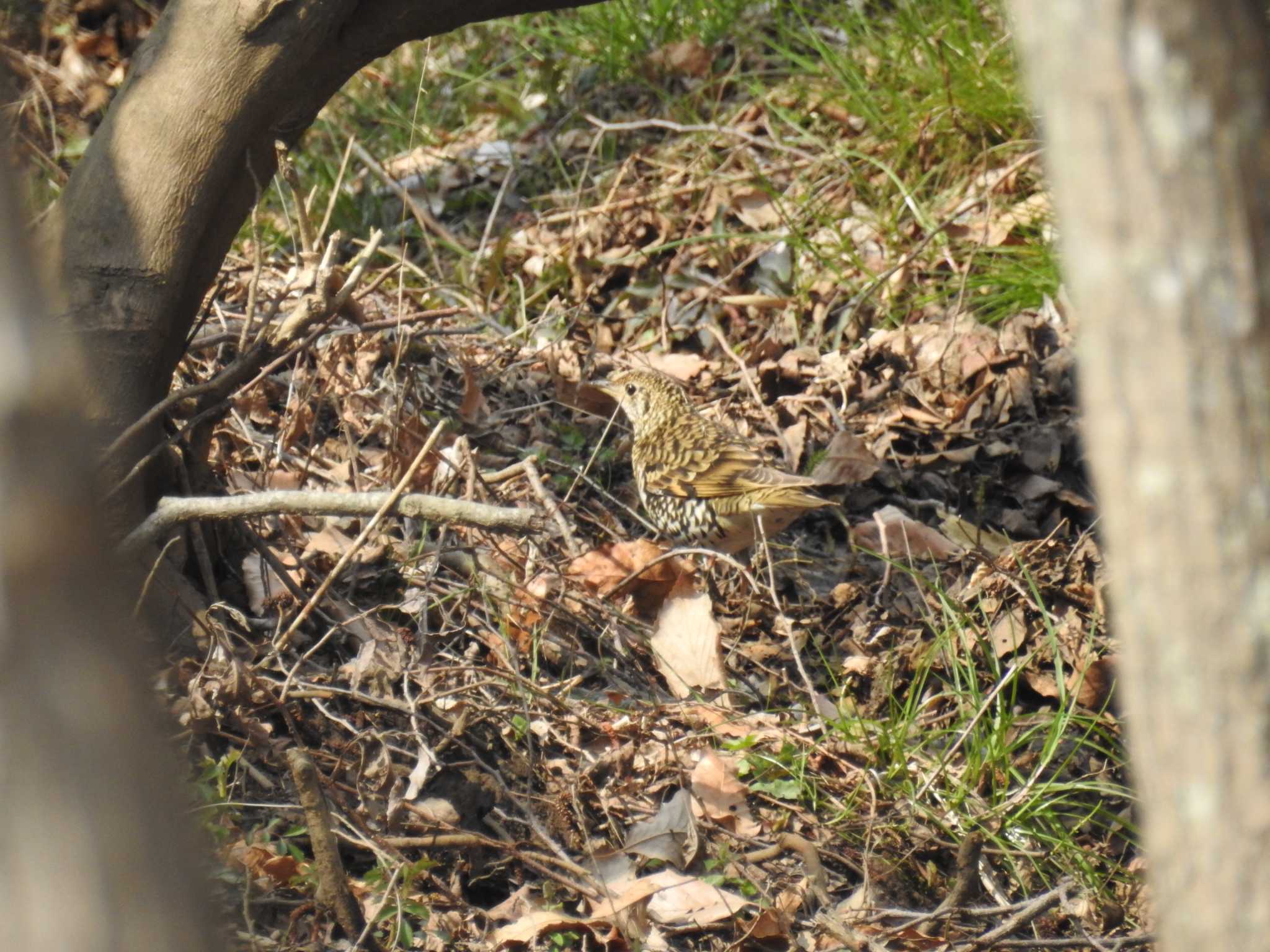 White's Thrush