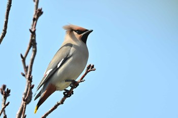 Bohemian Waxwing 川崎市 Sun, 3/17/2024