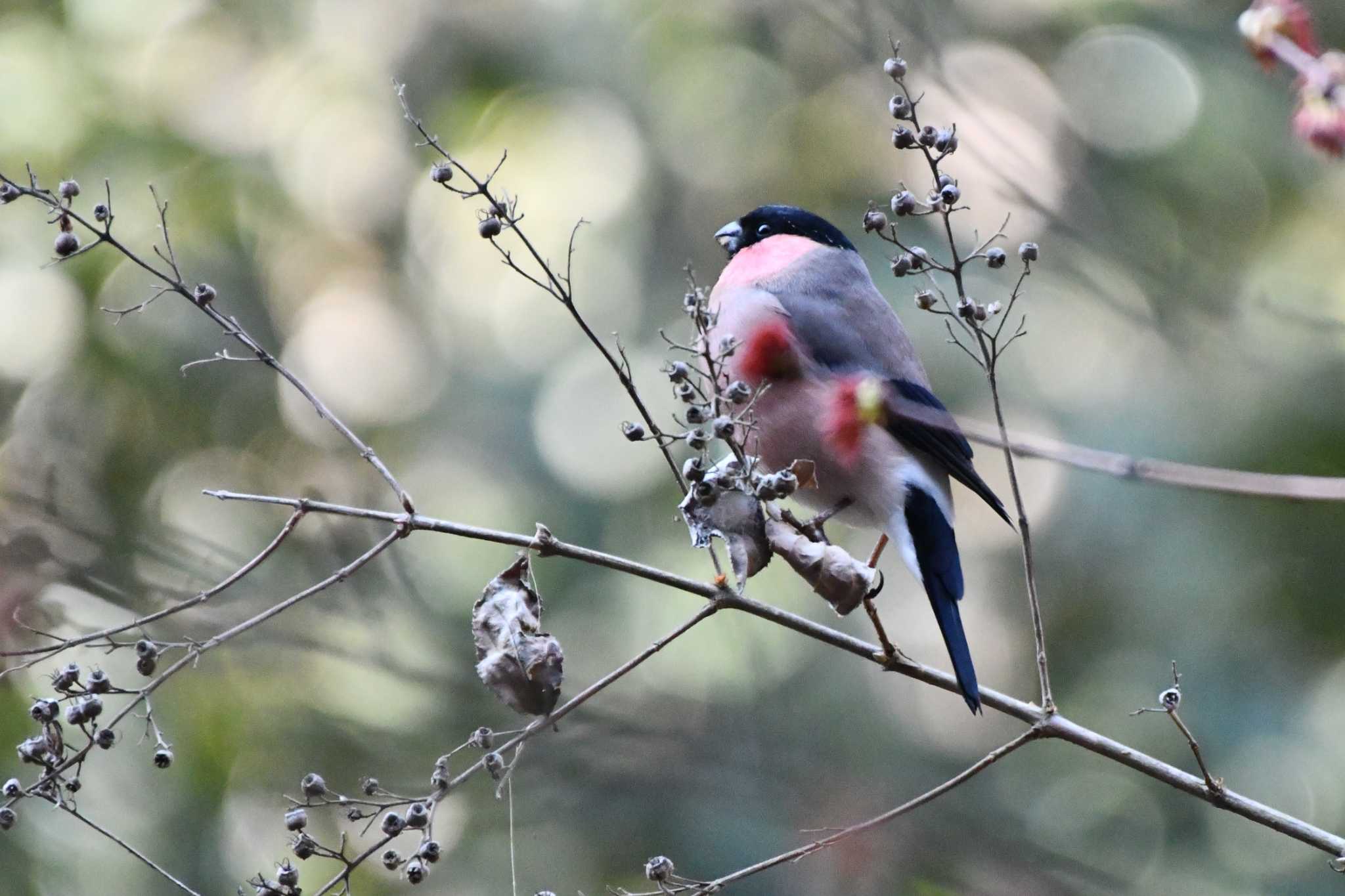 Photo of Eurasian Bullfinch at Hayatogawa Forest Road by geto